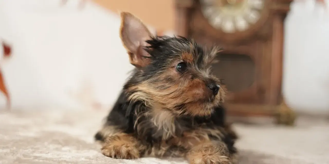 Un tierno cachorro de perros yorkshire, con su pelaje oscuro y dorado, descansa sobre una manta suave, con un reloj antiguo desenfocado al fondo.