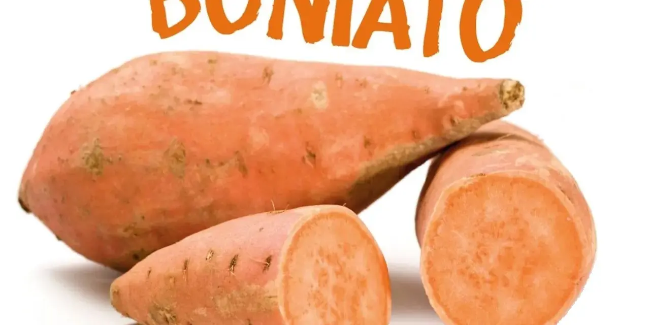 Boniato, un alimento saludable que los perros pueden comer.