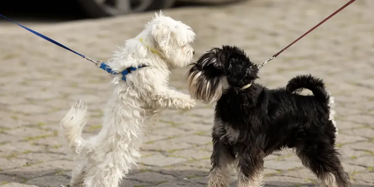 Dos perros, uno blanco y otro negro, se saludan con entusiasmo. El blanco salta, el negro espera. ¡Parece que hay celo perros en el aire!