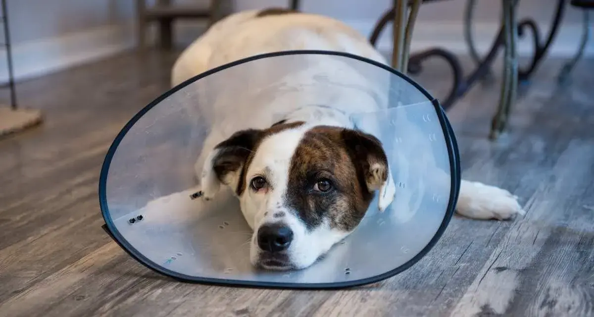 Perro con collar isabelino recuperándose. Averigua cuanto vale castrar un perro para su bienestar.