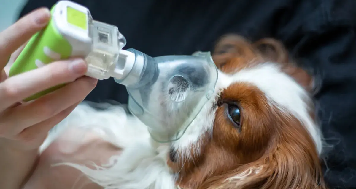 Un perro recibe tratamiento con nebulizador para edema pulmonar. La esperanza de vida de perro con edema pulmonar mejora con cuidados.