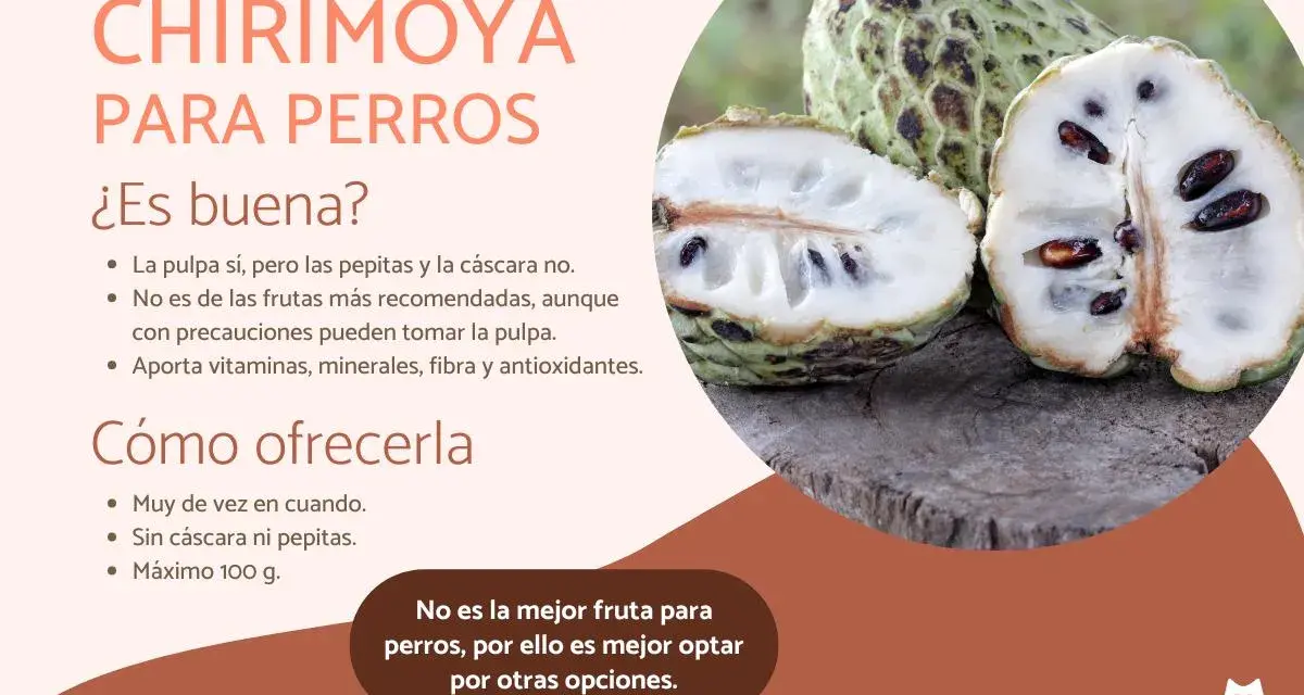 Chirimoya para perros: la pulpa es comestible, pero sin pepitas ni cáscara. No es la fruta más recomendada, aunque aporta nutrientes.