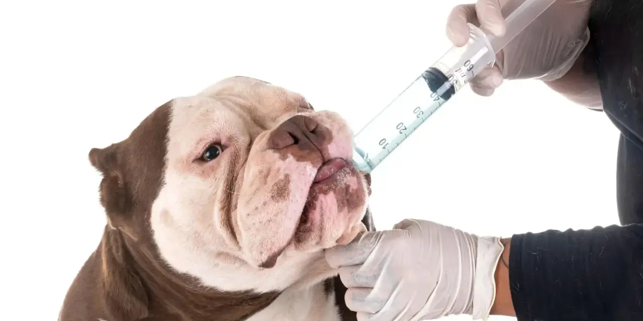 Un perro recibe medicina de una jeringa. La frecuencia con la que se desparasita a un perro depende de su estilo de vida y la recomendación veterinaria.