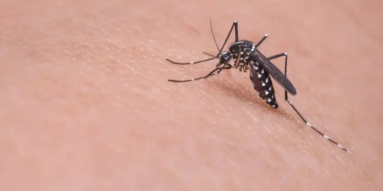 Un mosquito, vector de la leishmaniasis, se posa sobre la piel.