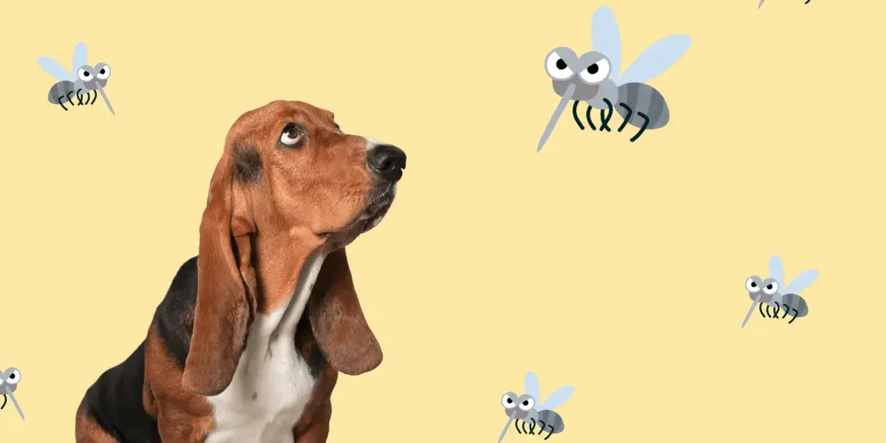 Un basset hound mira con recelo a varios mosquitos animados. ¡Cuidado con la leishmania en perros!