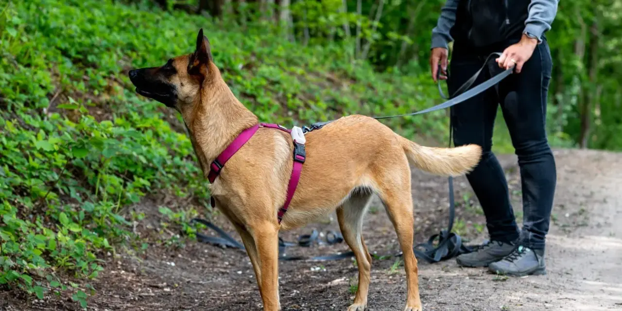 Perro de **mantrailing perros** con arnés rosa, atento en un sendero boscoso, guiado por su dueño.