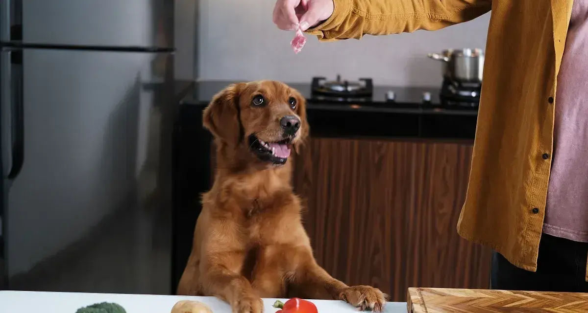 Un perro golden retriever espera ansioso un trozo de carne, mientras en la mesa hay ingredientes para comida para perros hecha en casa.