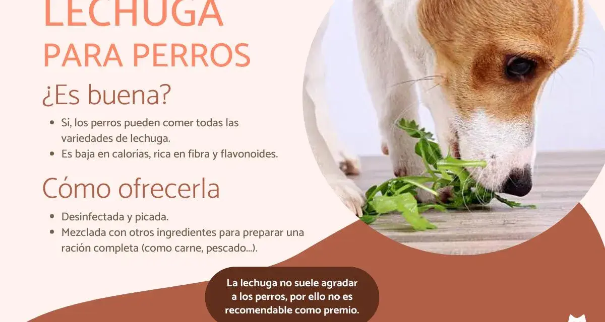 Un perro come lechuga fresca. Sí, los perros pueden comer lechuga, es baja en calorías y rica en fibra.