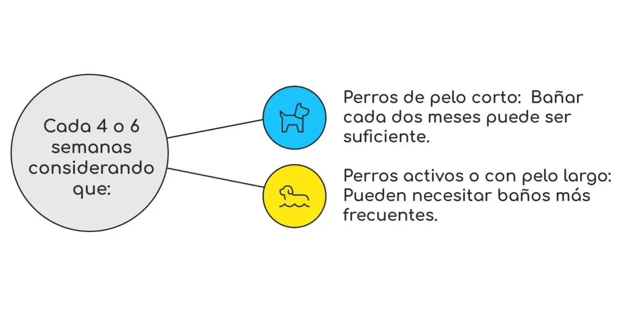 Guía sobre cada cuanto se lava un perro: pelo corto cada dos meses, pelo largo o activos, más seguido.