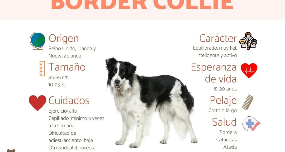 Un Border Collie, uno de los tipos de collie, con información sobre su origen, tamaño, cuidados, carácter y salud.