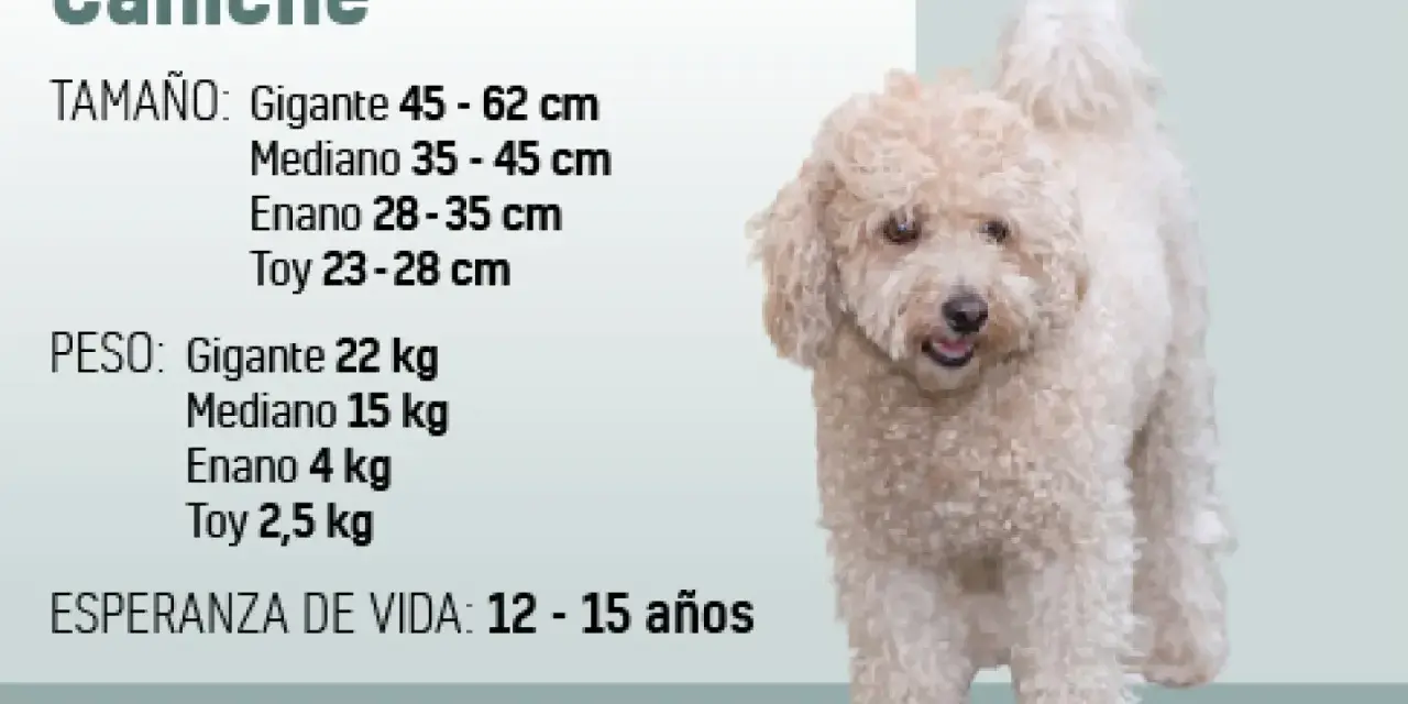 Un caniche de pelaje rizado y color crema, con información sobre su tamaño, peso y esperanza de vida.