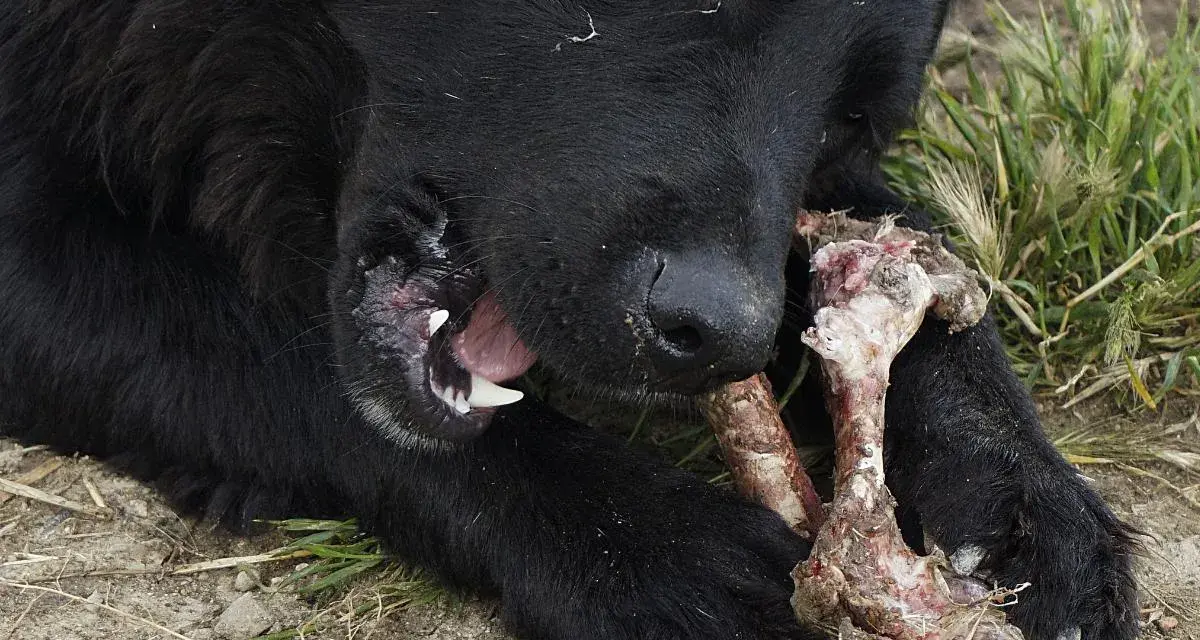 Perro negro masticando un hueso con carne. Los huesos se deshacen en el estómago de los perros, un festín natural.