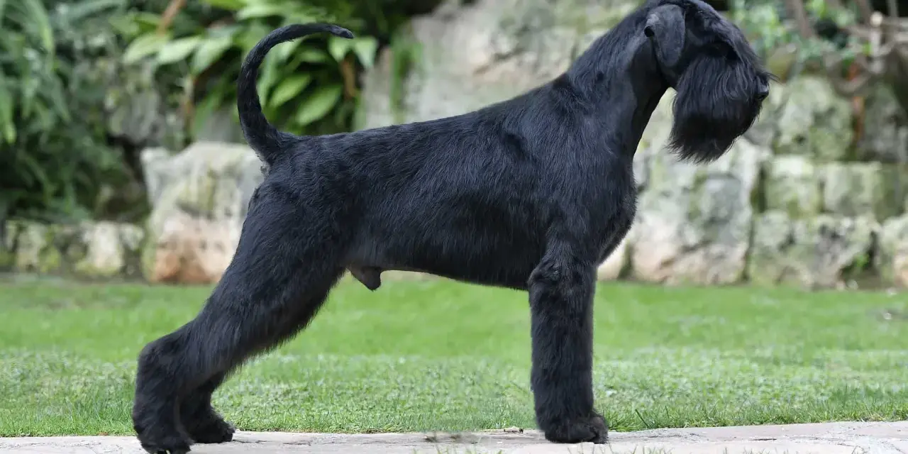 Un imponente schnauzer gigante negro, con su característico bigote, posa orgulloso en un jardín.