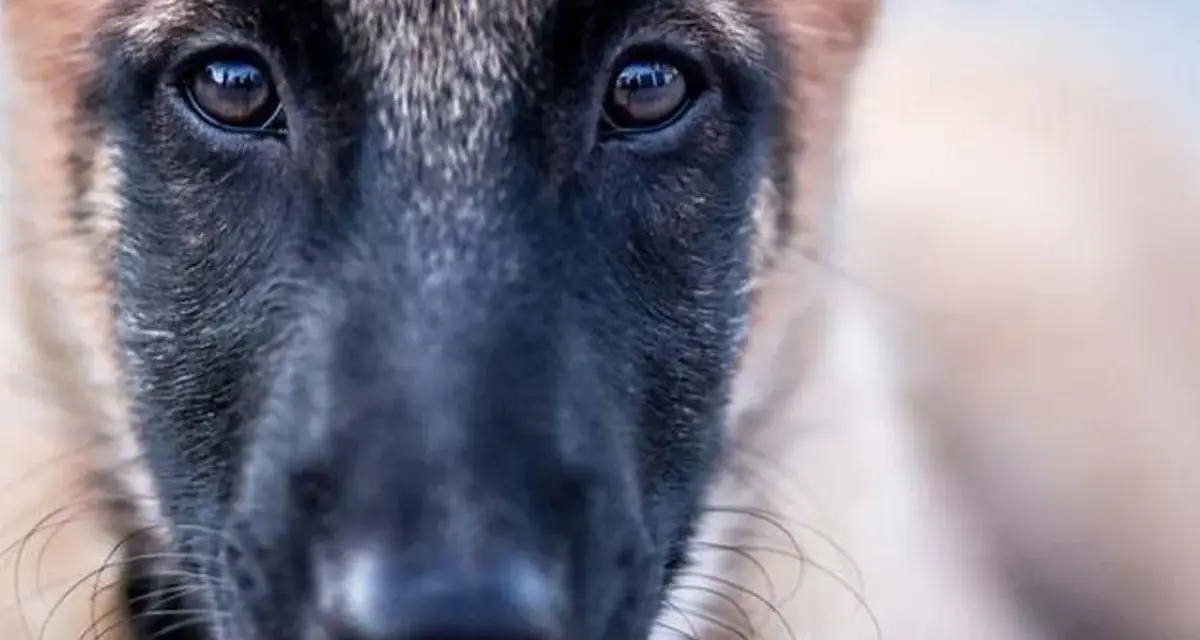 Ojos tristes de un perro maltratado, reflejando la esperanza de cómo quitar el miedo a un perro maltratado con paciencia y amor.