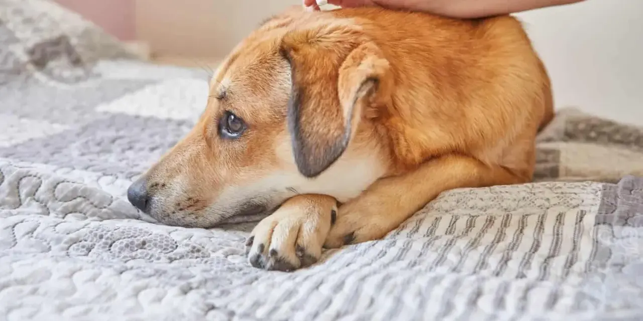 Un perro triste recibe tratamiento antiparasitario. Es vital recordar que puede morir un perro por lombrices si no se trata.