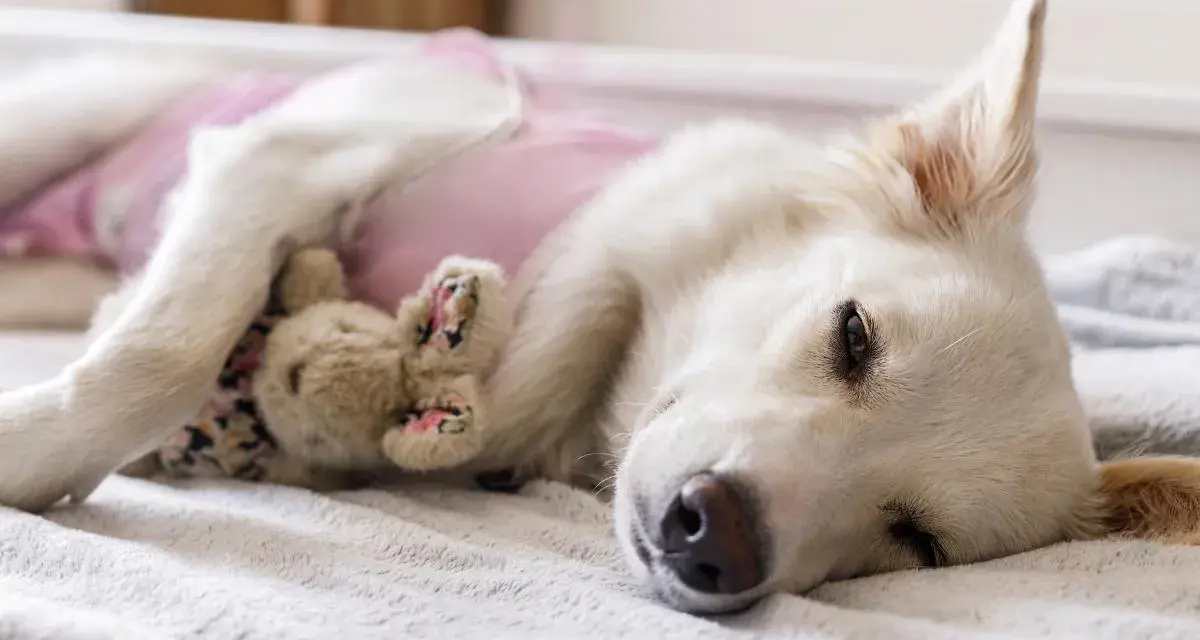 Perra blanca con un osito de peluche, recuperándose tras esterilizar perra.