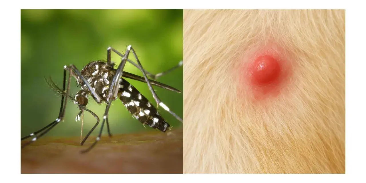 Mosquito listo para picar a un perro. La imagen muestra un mosquito y una picadura roja e inflamada en la piel de un perro.