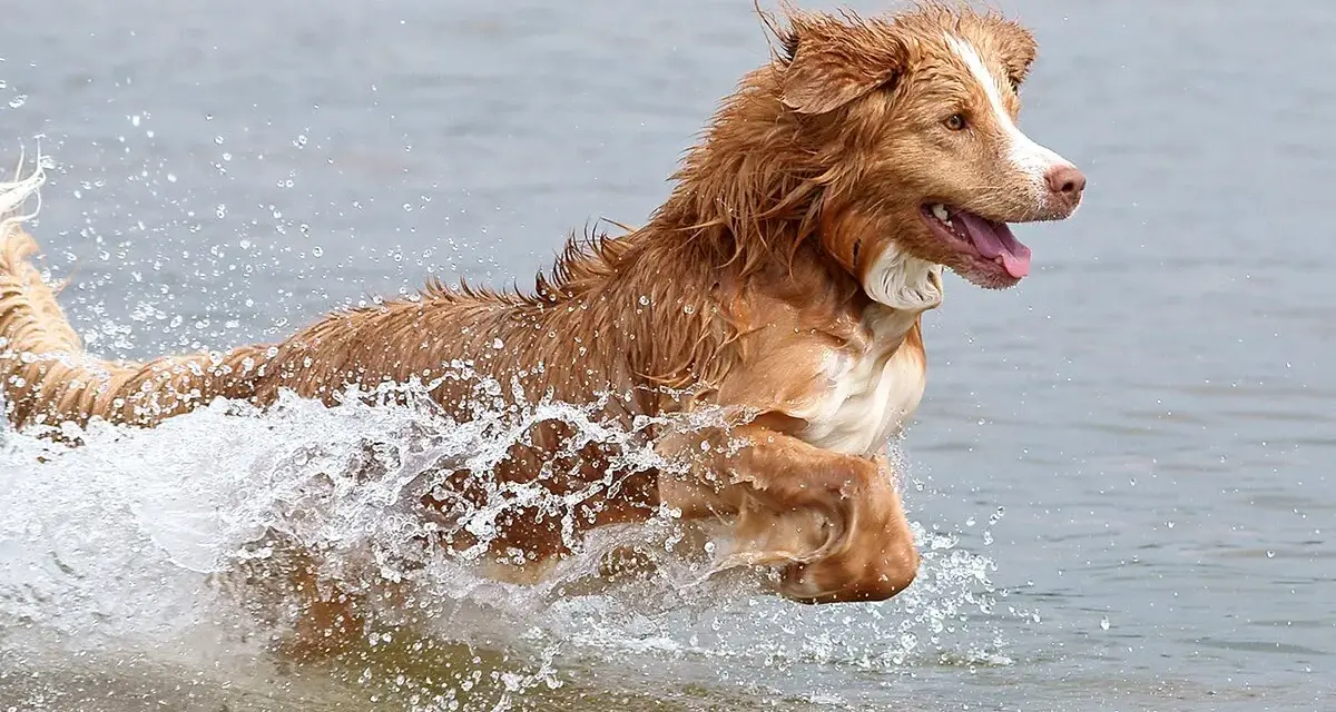 Un alegre retriever de nueva escocia salta a través del agua, creando una gran salpicadura.