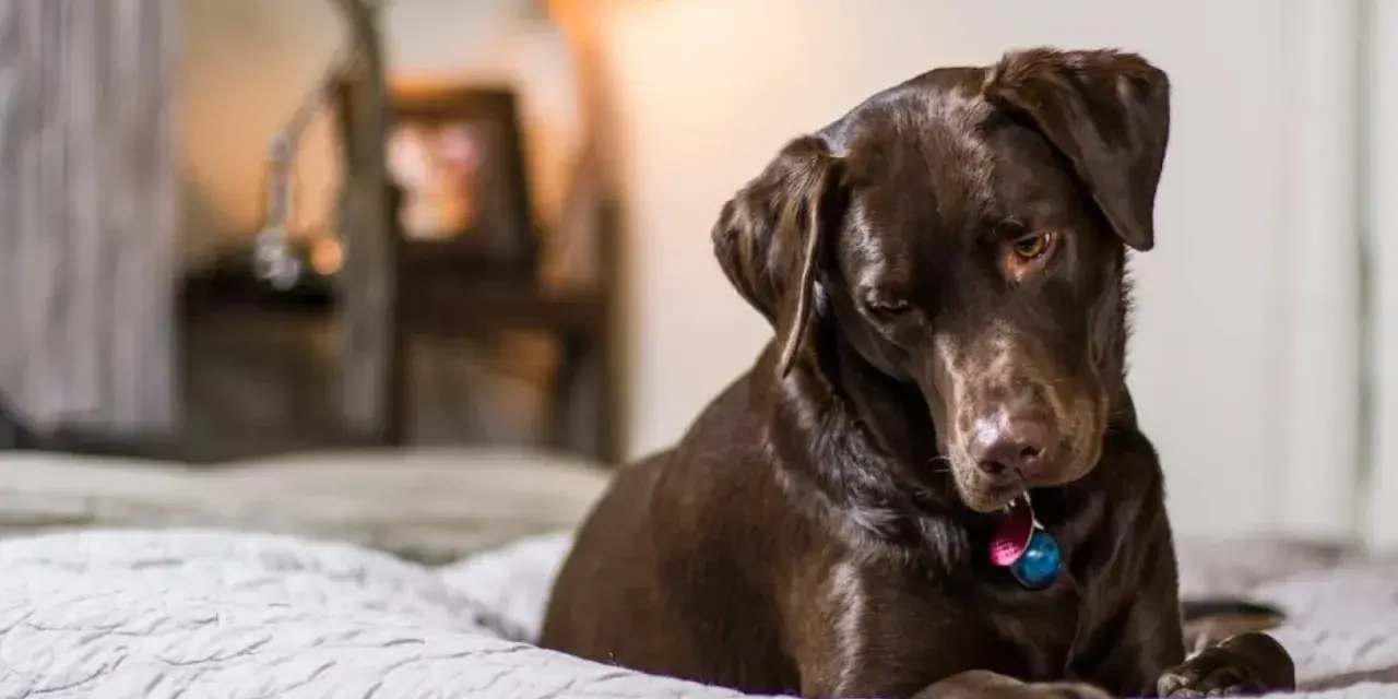 Un perro chocolate descansa en una cama, quizás pensando en los 50 gestos de los perros y su significado.