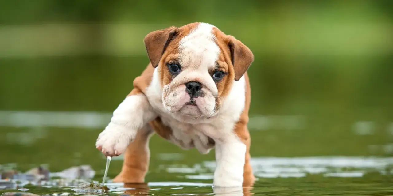 Un tierno bulldog inglés cachorro explora el agua, levantando una pata con gotas cayendo.
