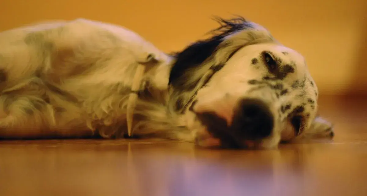 Un perro triste, con manchas negras y blancas, yace en el suelo.