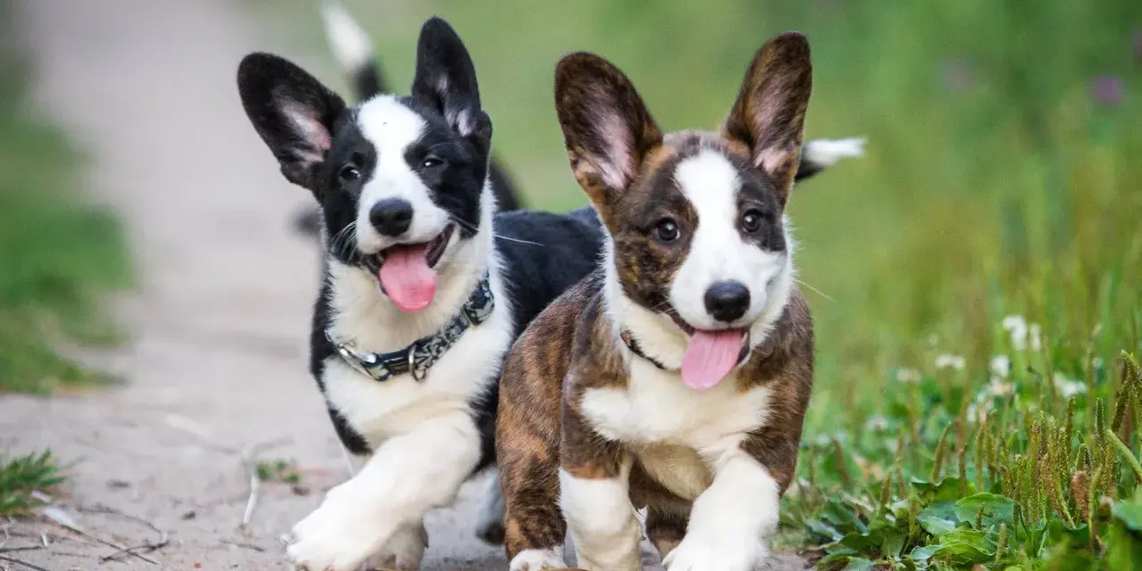 Dos cachorros corgi perro corren alegres por un camino de tierra, con sus lenguas afuera y orejas puntiagudas.