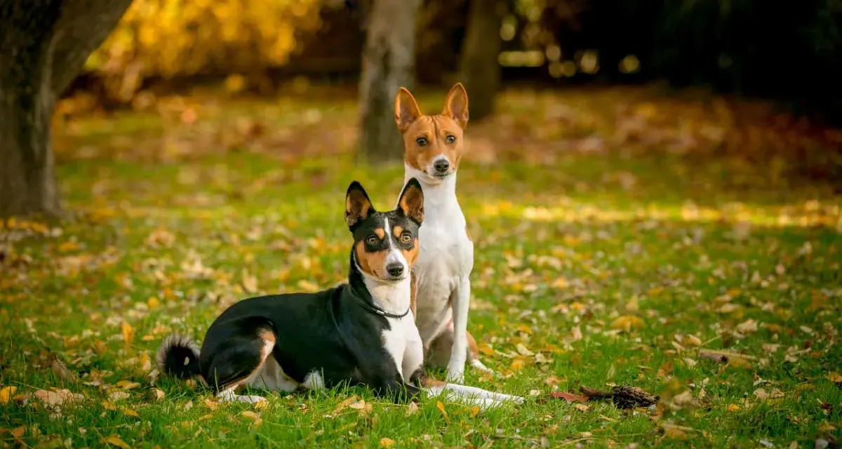 Dos basenjis, uno negro y tricolor, y otro blanco y rojizo, posan en un parque otoñal cubierto de hojas caídas.