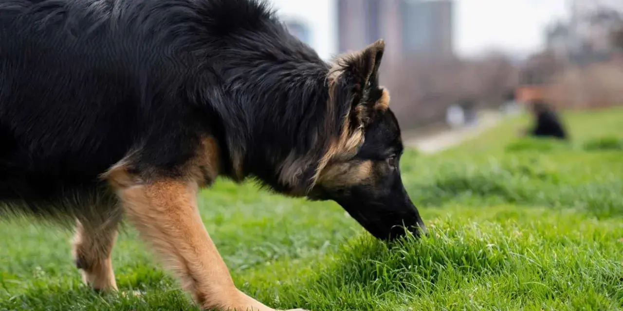 Pastor alemán olfateando la hierba, quizás buscando una respuesta a por qué los perros comen hierba.