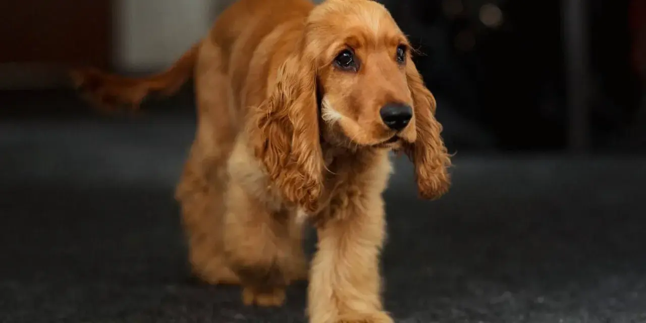 Un cachorro de cocker dorado camina con sus largas orejas caídas. Hay varios tipos de cocker, y este es un ejemplo encantador.