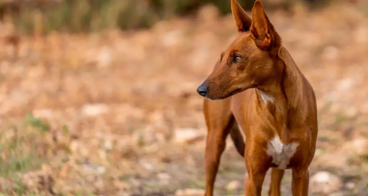 Un podenco maneto de pelaje rojizo, con orejas puntiagudas y atentas, mira hacia la derecha en un campo seco.