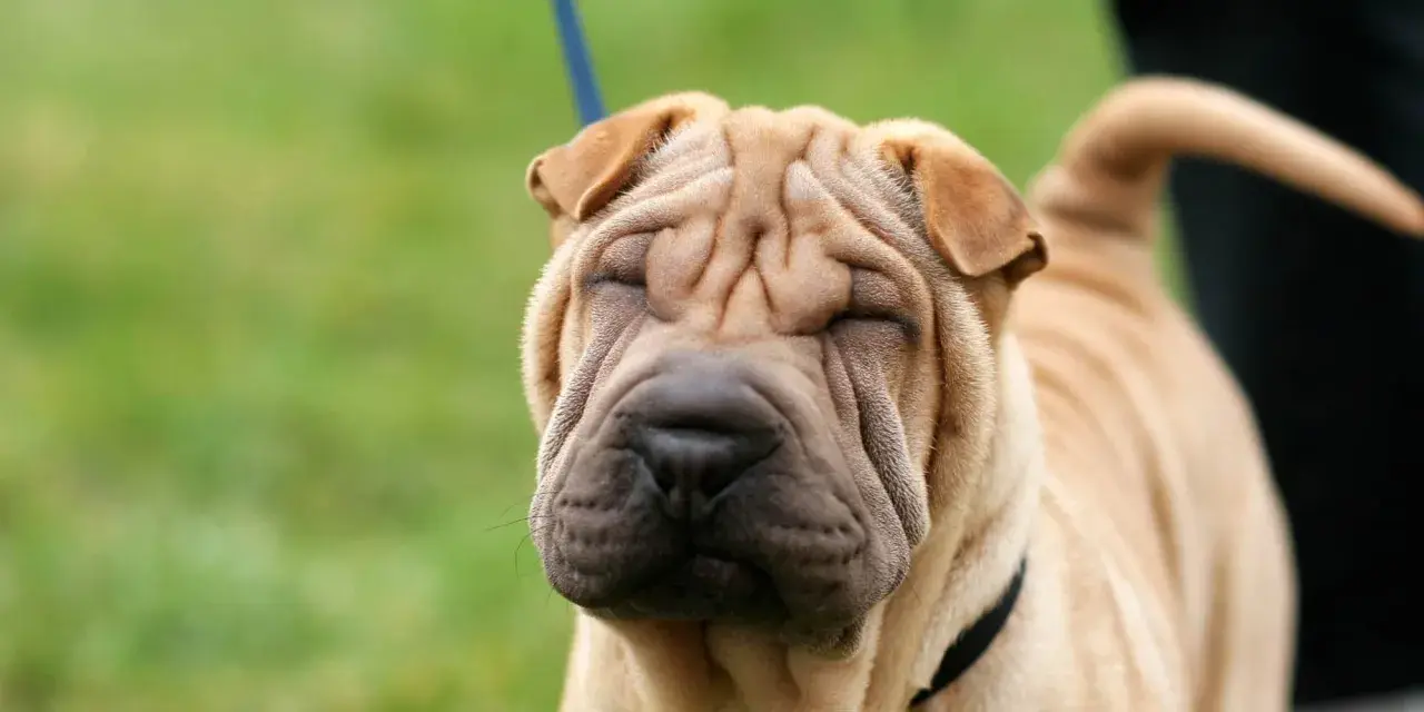 Un adorable shar pei americano con su cara arrugada y ojos cerrados, disfrutando del día al aire libre.