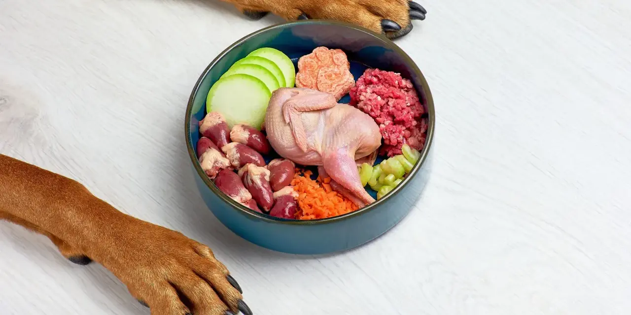 Un perro espera ansioso su dieta cocinada: un festín de codorniz, corazones, carne picada y verduras frescas en un cuenco azul.