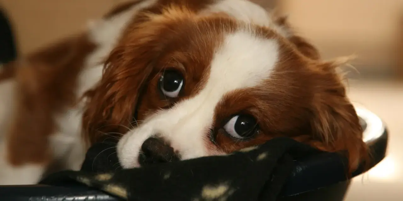 Un tierno cachorro llora por la noche, con sus grandes ojos tristes mirando desde su cama.
