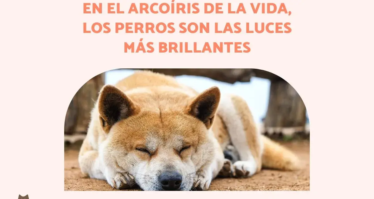Un perro duerme plácidamente, evocando bonitas frases de adiós a mi mascota. El texto dice: "En el arcoíris de la vida, los perros son las luces más brillantes".