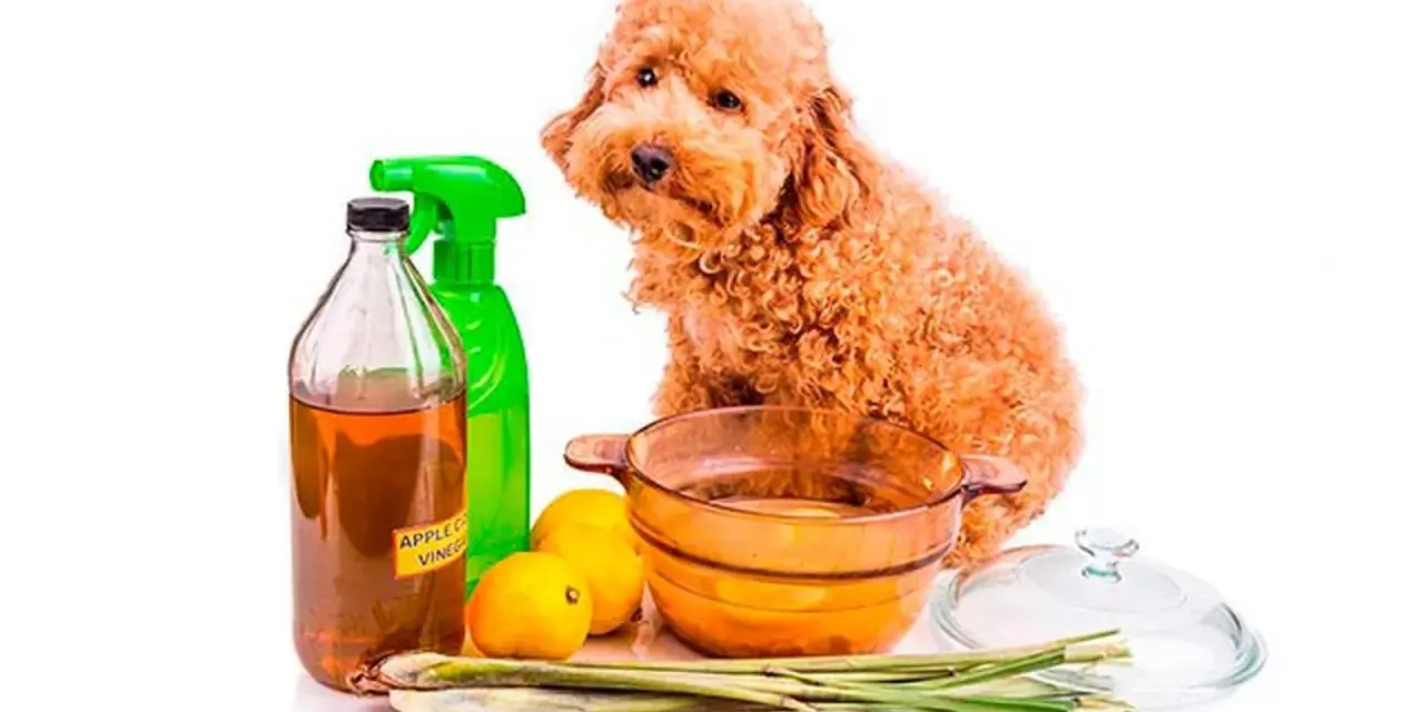 Un perro poodle mira mientras se preparan remedios caseros para pulgas en perros: vinagre de manzana, limones y hierbas.