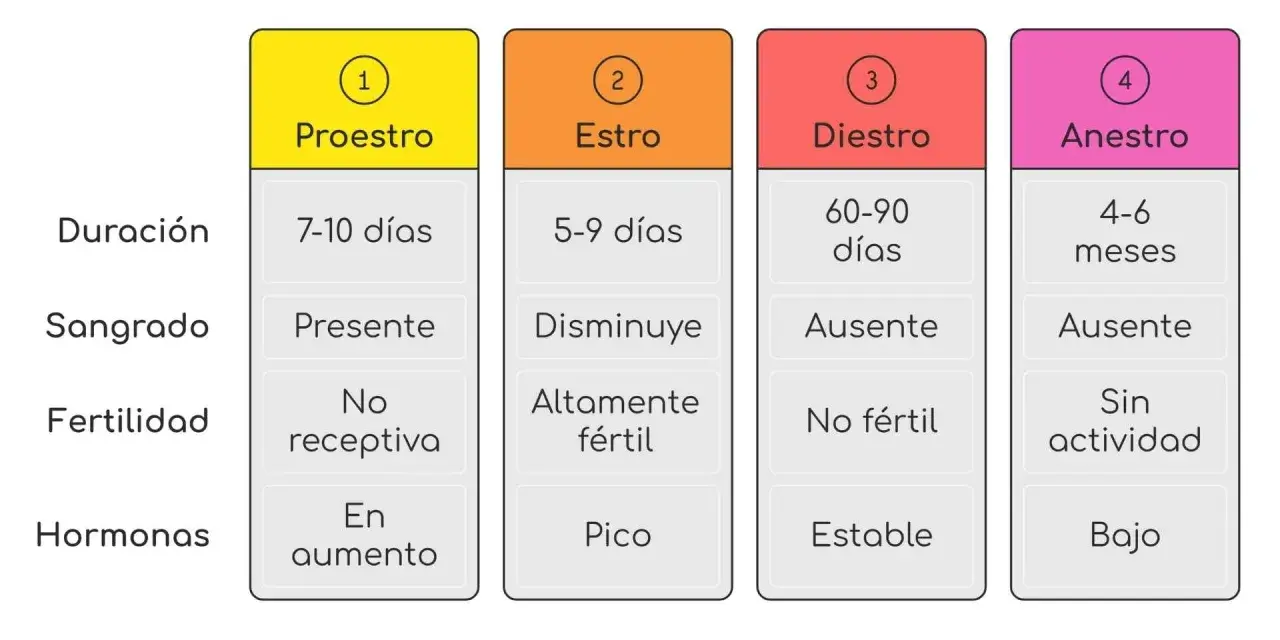 Tabla que detalla cuánto dura el celo de una perra: Proestro (7-10 días), Estro (5-9 días), Diestro (60-90 días) y Anestro (4-6 meses).