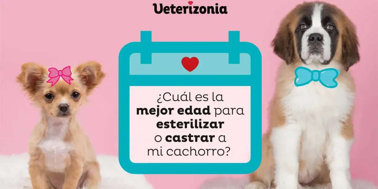 Un chihuahua con lazo rosa y un San Bernardo con pajarita azul preguntan: ¿cuál es la mejor edad para esterilizar o castrar a mi cachorro?