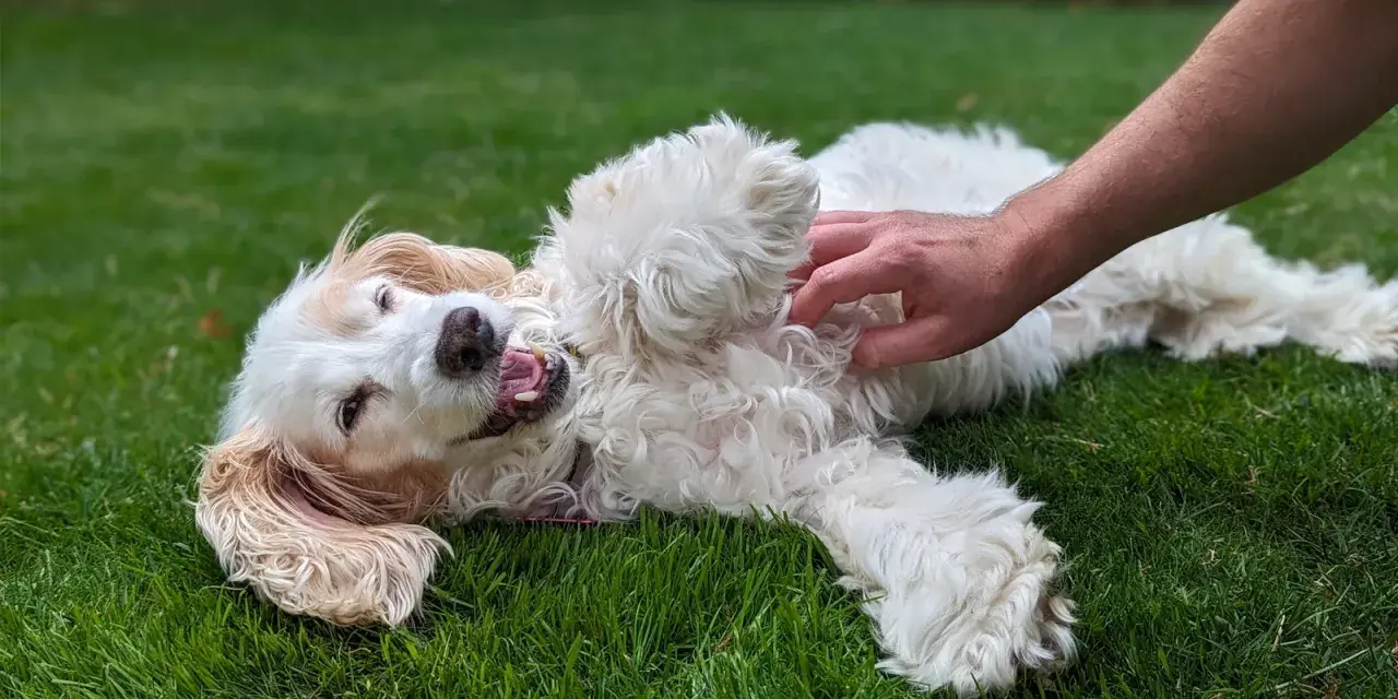 Un perro blanco y esponjoso se revuelca feliz en la hierba mientras una mano le hace cosquillas en la barriga. ¡Los perros tienen cosquillas y este lo demuestra!