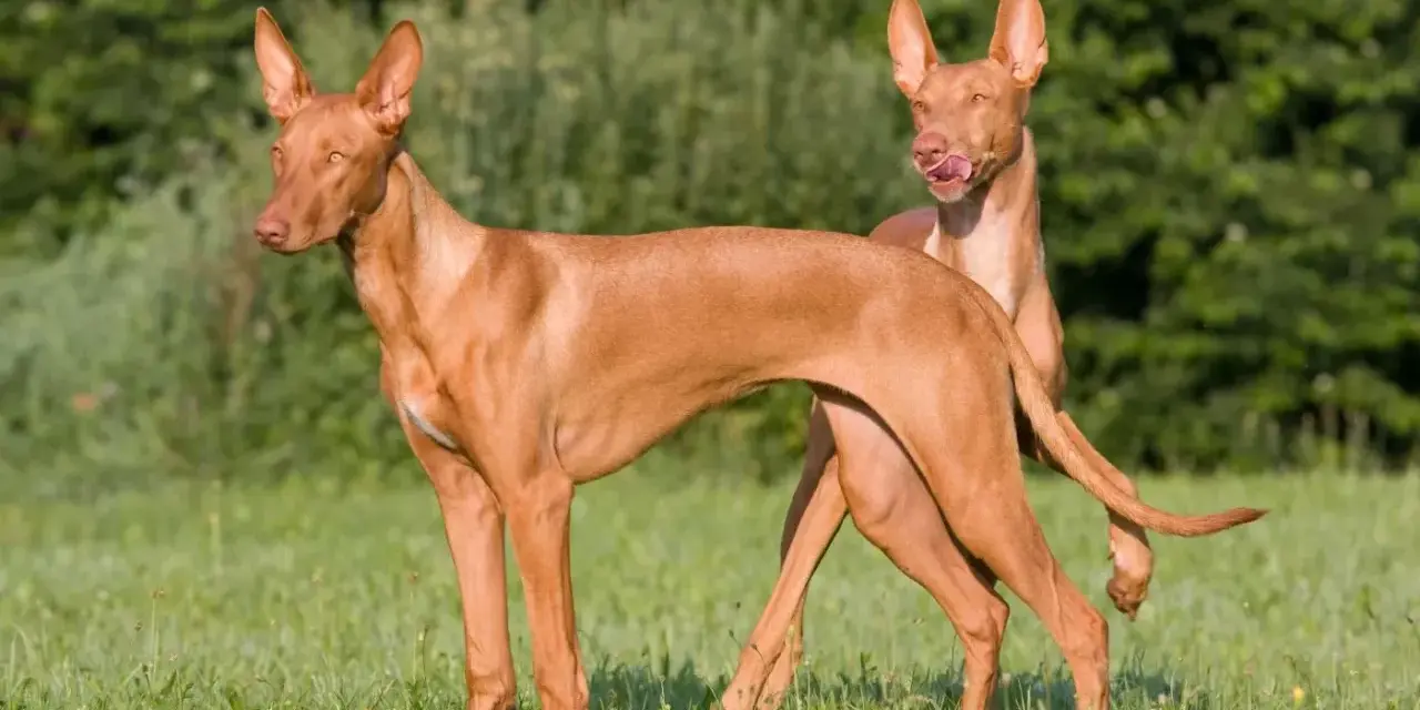 Dos perros de tipos de podenco, de pelaje rojizo y orejas grandes, posan en un prado verde.