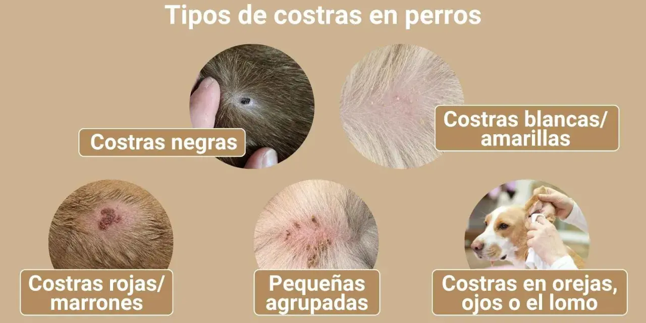 Ilustración muestra varios tipos de costras en perros, como negras, blancas/amarillas, rojas/marrones, pequeñas agrupadas y en orejas, ojos o lomo, indicando posibles síntomas de sarna.