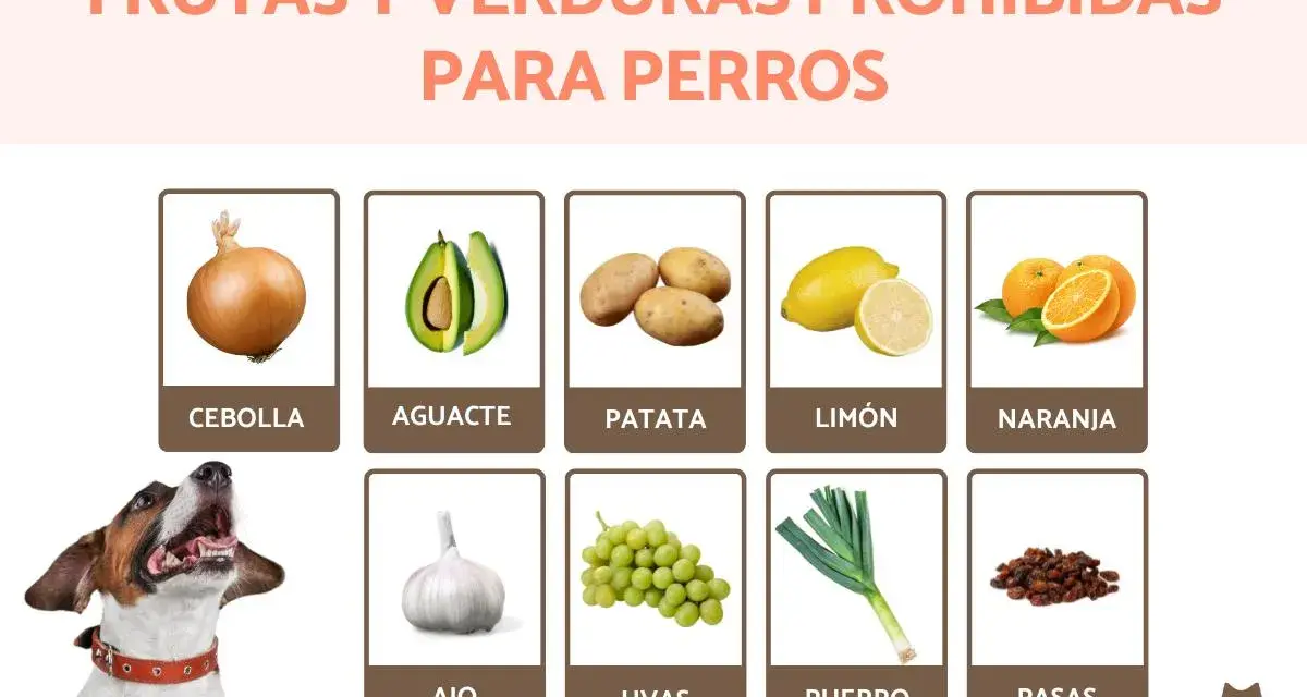 Lista de que frutas no pueden comer los perros: cebolla, aguacate, patata, limón, naranja, ajo, uvas, puerro y pasas.