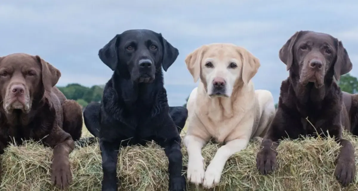 Cuatro labradores americanos, dos marrones, uno negro y uno rubio, descansan sobre fardos de heno bajo un cielo nublado.
