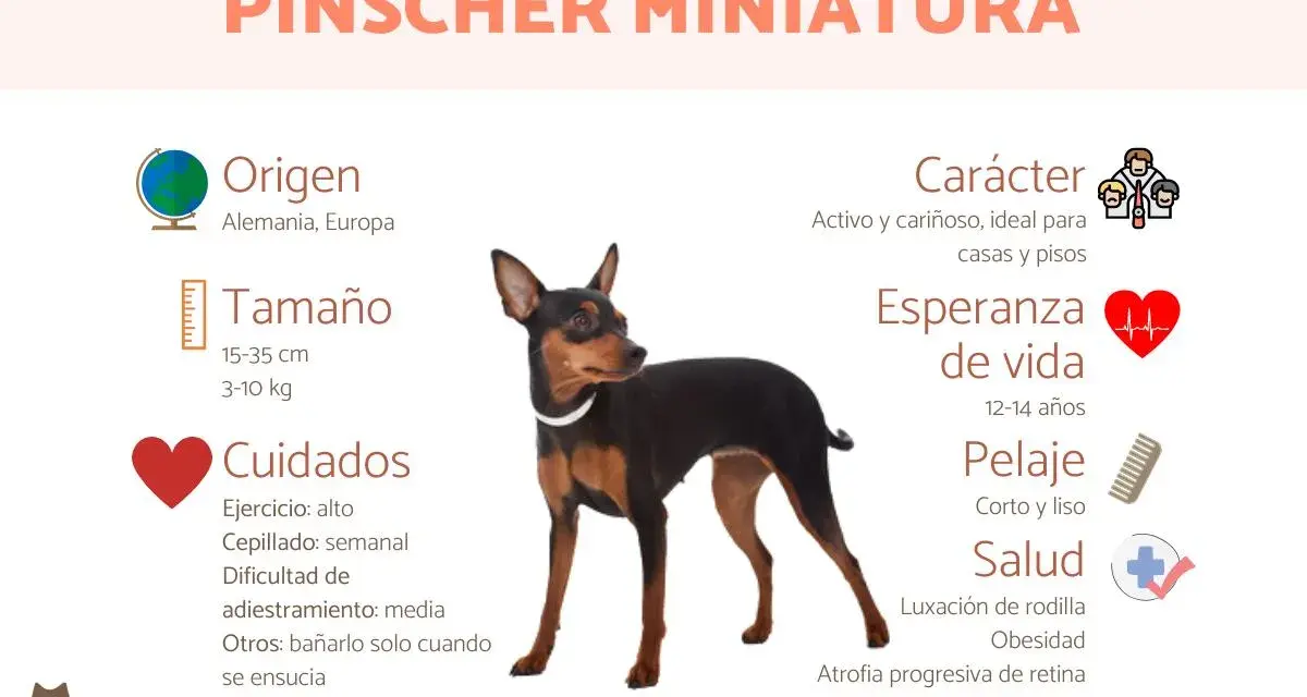 Un pinscher miniatura, activo y cariñoso, de origen alemán. Ideal para pisos, con pelaje corto y liso.