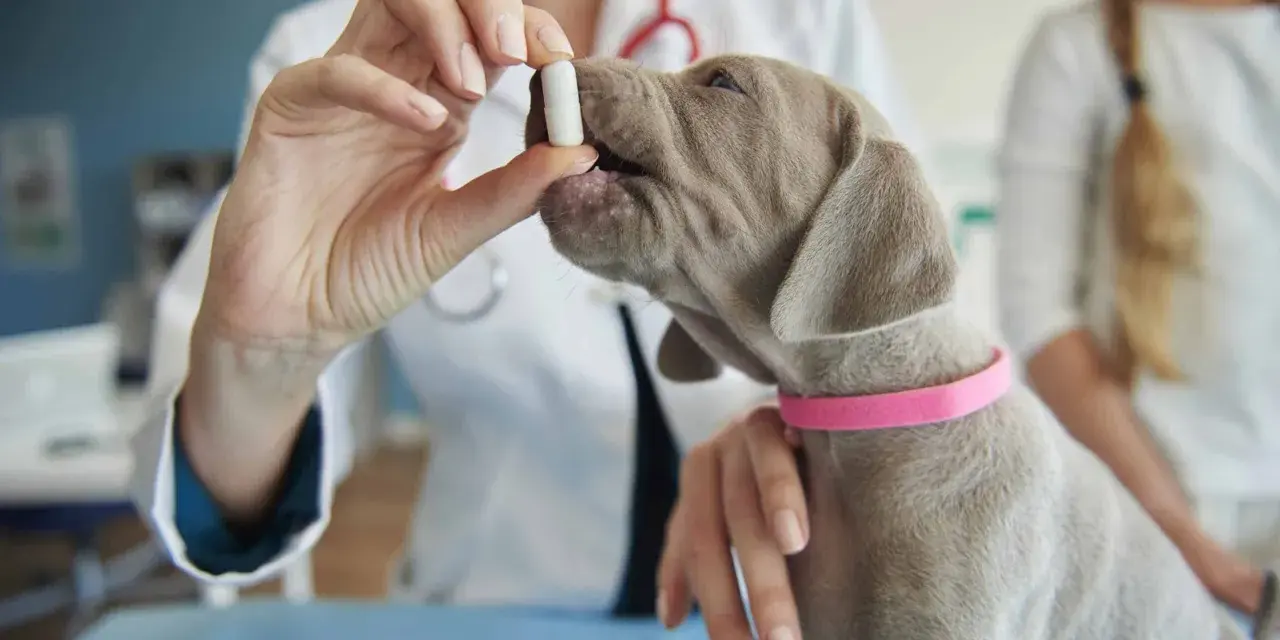 Veterinario administra pastilla a cachorro para desparasitar perro interno y externo.