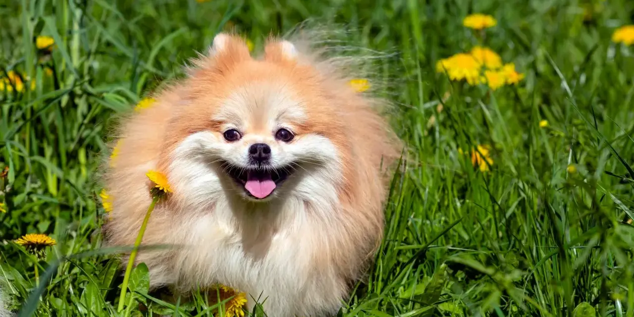 Un adorable pomerania de 2 meses, con su pelaje esponjoso y una sonrisa radiante, juega feliz entre dientes de león y hierba verde.
