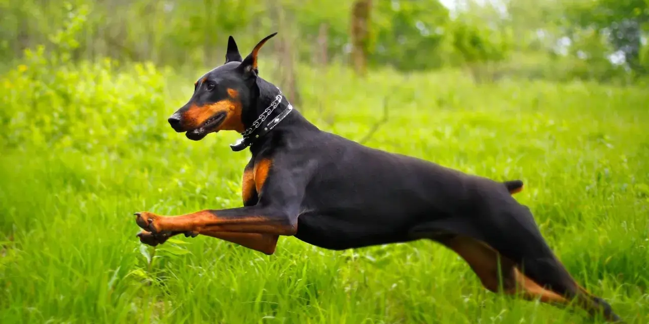 Un perro doberman negro y fuego corre velozmente por un campo de hierba alta y verde, con un collar plateado.