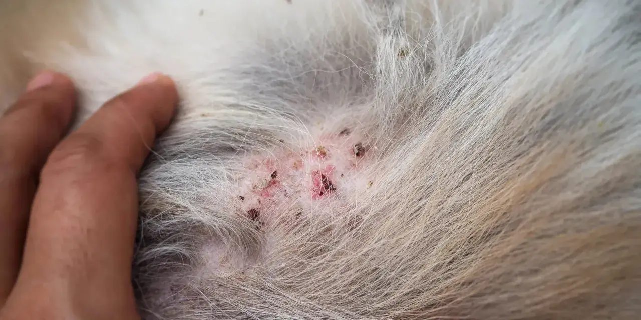 Piel irritada y enrojecida en un perro, mostrando los primeros signos de sarna en perros como empieza.