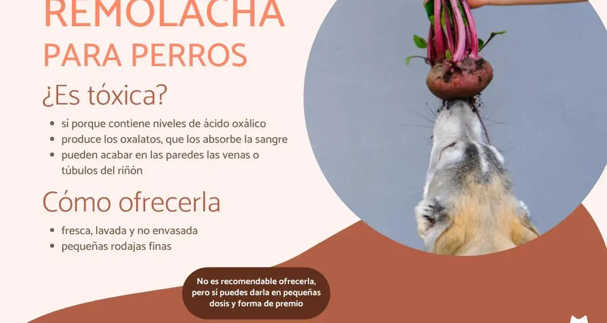 Un perro curioso intenta morder una remolacha fresca. Los perros pueden comer remolacha, pero con moderación.