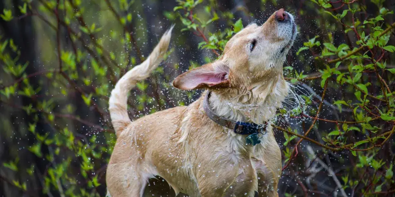 Un perro mojado se sacude vigorosamente, salpicando agua por todas partes. Es un momento divertido que explica porque se sacuden los perros.