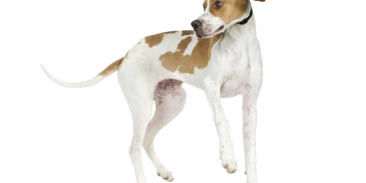 Un elegante pointer inglés, con manchas marrones sobre blanco, mira atentamente a un lado.